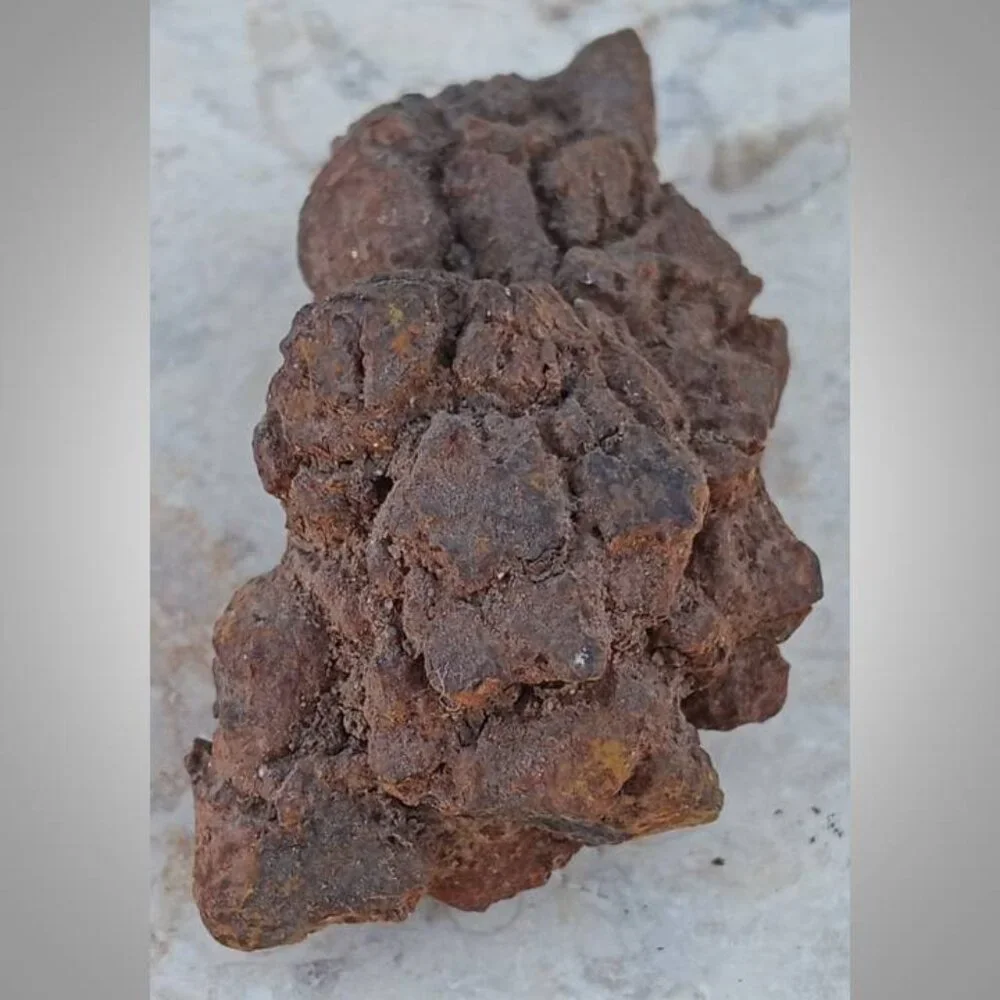 coprolite fossilized dung 02 fossil